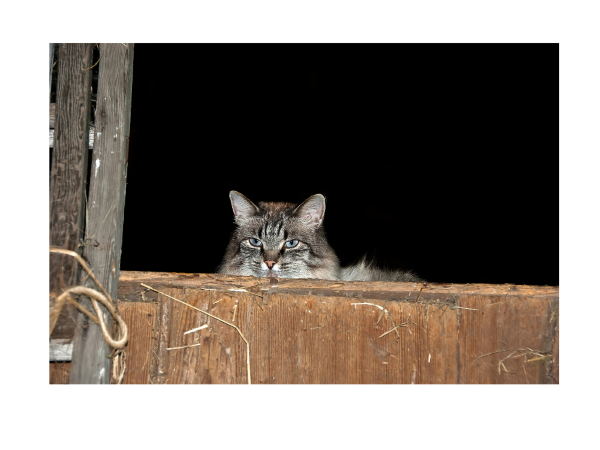 Famous Barn Cat - King of the Barn