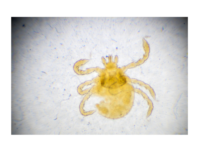 Fur Mites on Rabbits 5