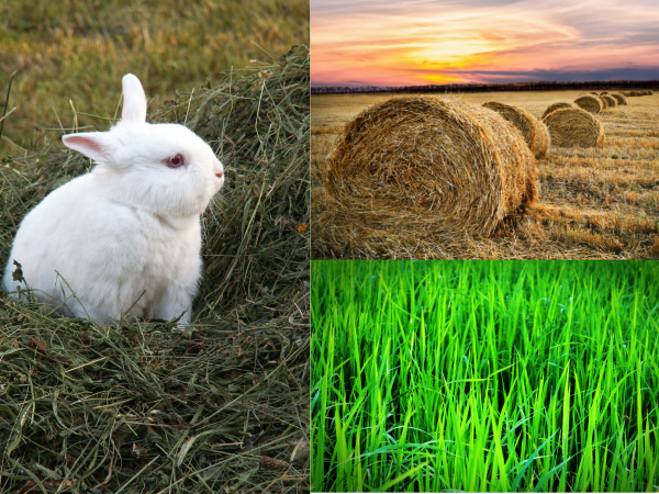 How Much Hay To Feed A Rabbit 2