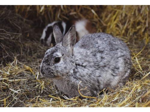 How Much Hay To Feed A Rabbit 3