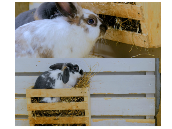 How Much Hay To Feed A Rabbit 4