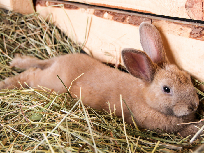 How Much Hay To Feed A Rabbit 5