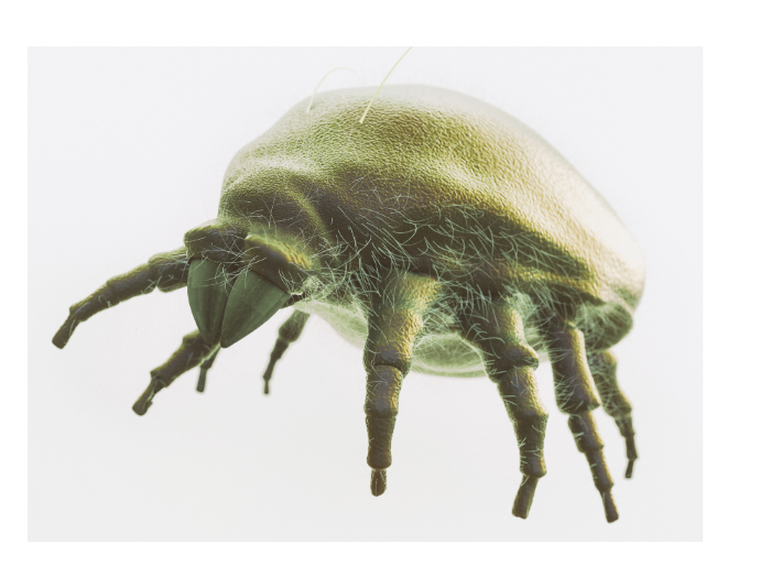 Mite Infestations and Rabbits 9