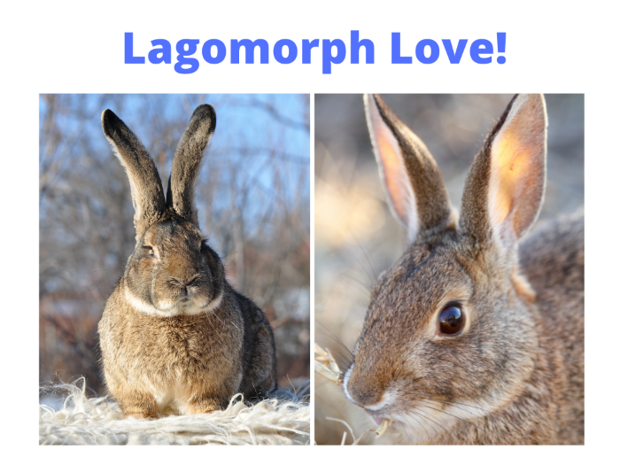Molting Bunnies - Lagomorph Love