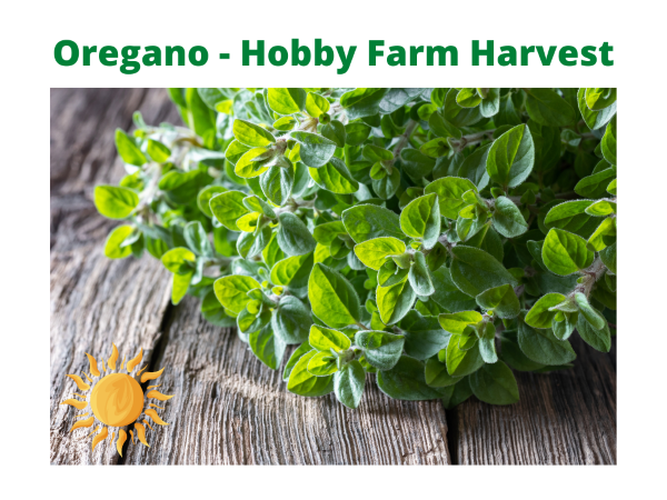 Oregano Hobby Farm Harvest For Rabbits