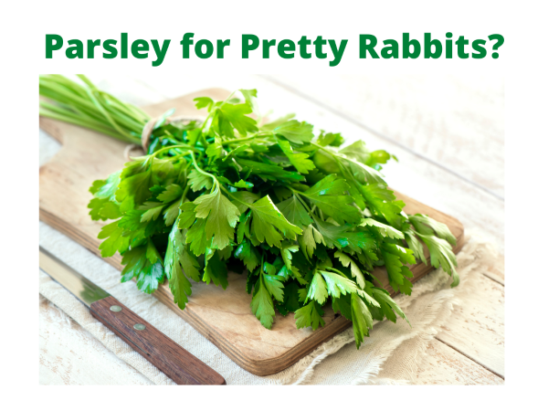 Parsley for Pretty Rabbits