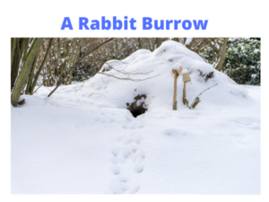 Rabbit Burrow in Winter Snow