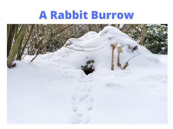 Rabbit Burrow in Winter Snow