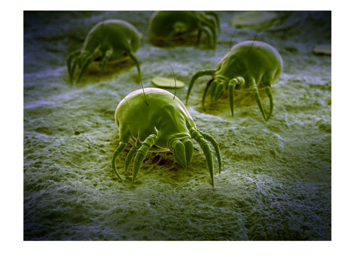 Fur Mites and Rabbits 7