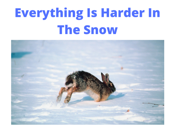 Rabbit In Snpow