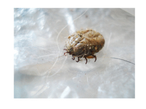 Rabbit Mites Nasty Infestation 2