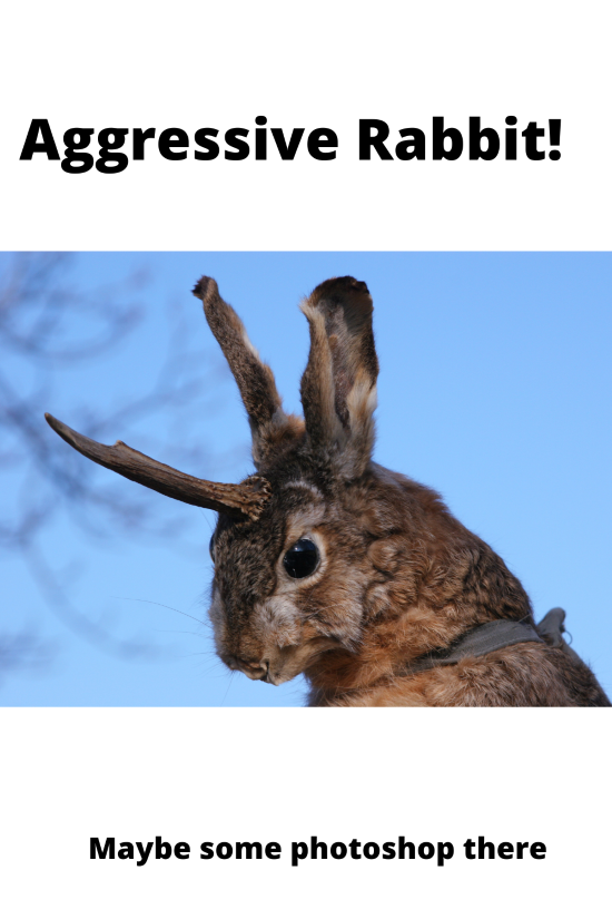 Aggressive Rabbit With An Antler