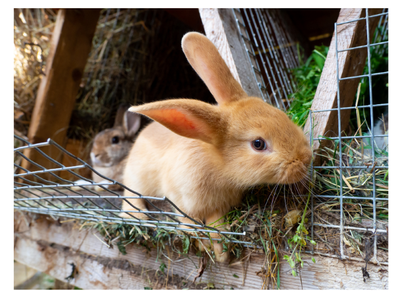 Beautiful Orange Bunny A-Frame Hutch
