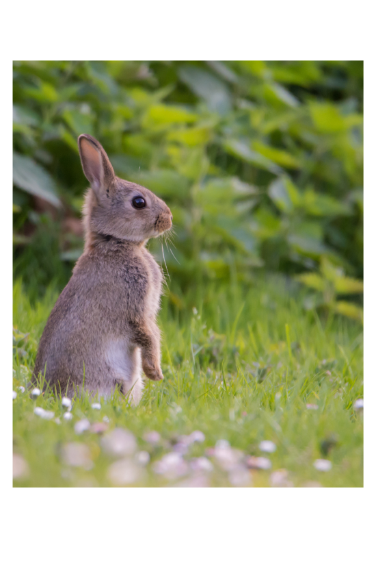 Bunny On Alert