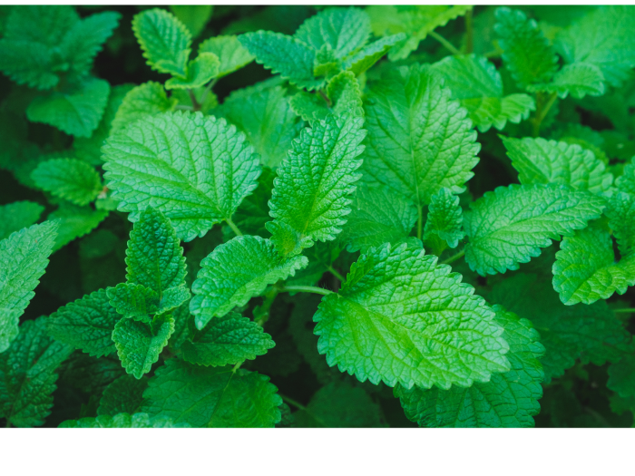 Can Rabbits Have Lemon Balm