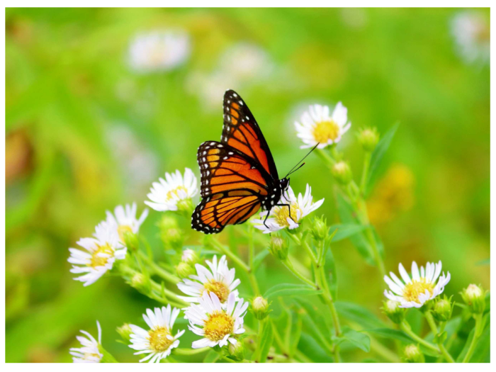 Butterfly on Chamomile