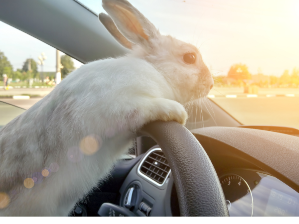 Crazy Bunny Driver