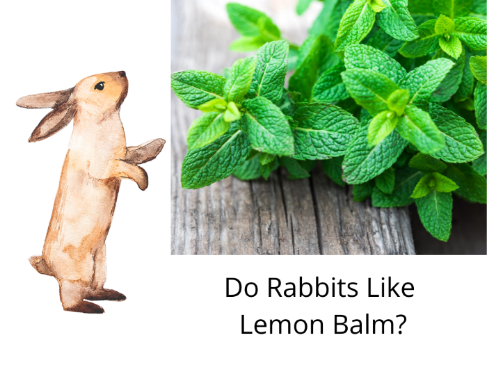 Do Rabbits Like Lemon Balm