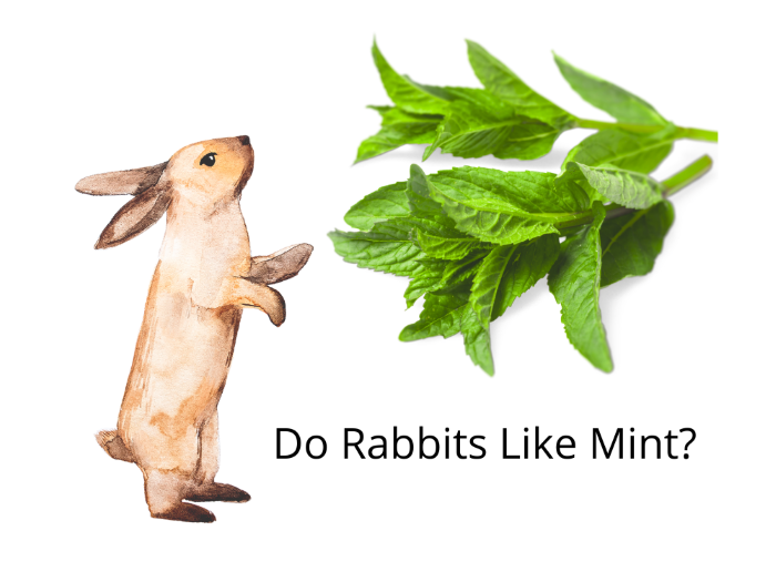 Do Rabbits Like Mint?