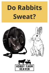 Do Rabbit Sweat? · Hobby Farm Heaven