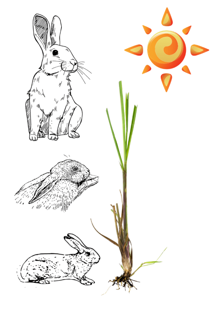 Sunny Lemongrass roots and stalk