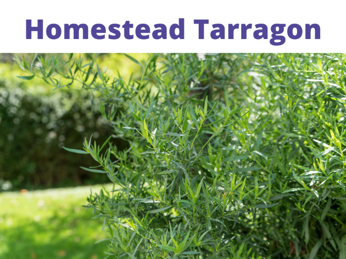 Homestead Tarragon For Rabbits