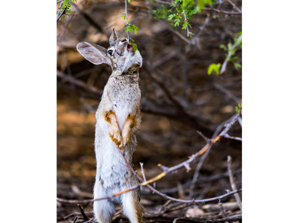 Hungry Rabbit Reaching For Food