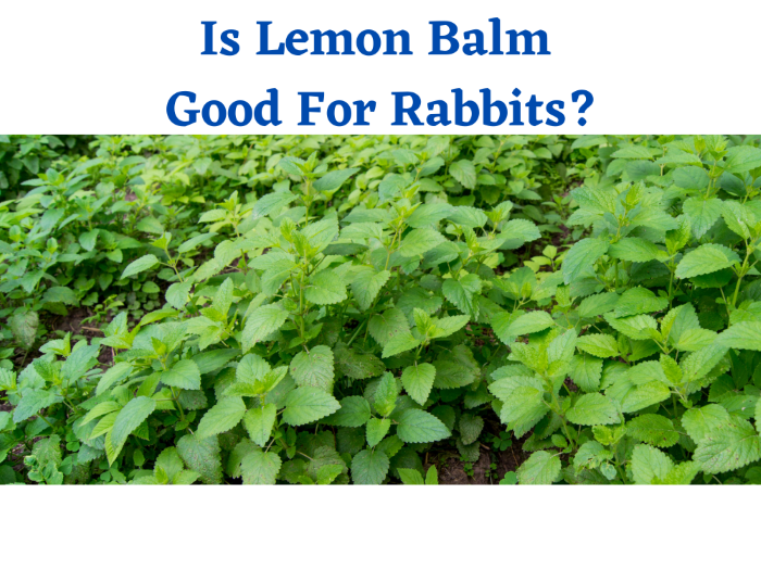 Is Lemon Balm Good For Rabbits