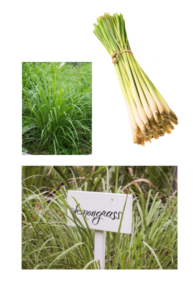 lemongrass for Bunnies