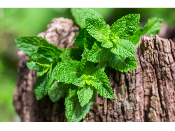 Mint For Rabbits