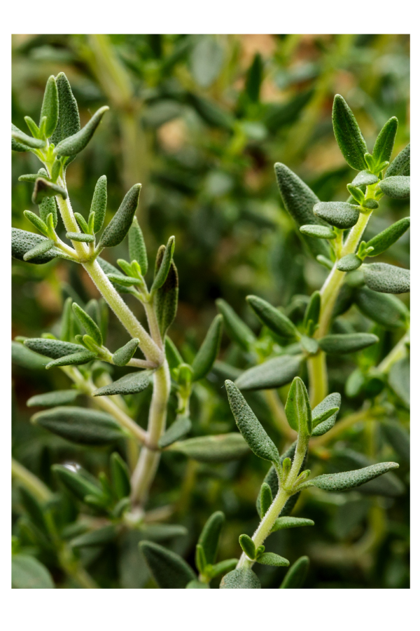 Beautiful Herbal Thyme For Bunnies