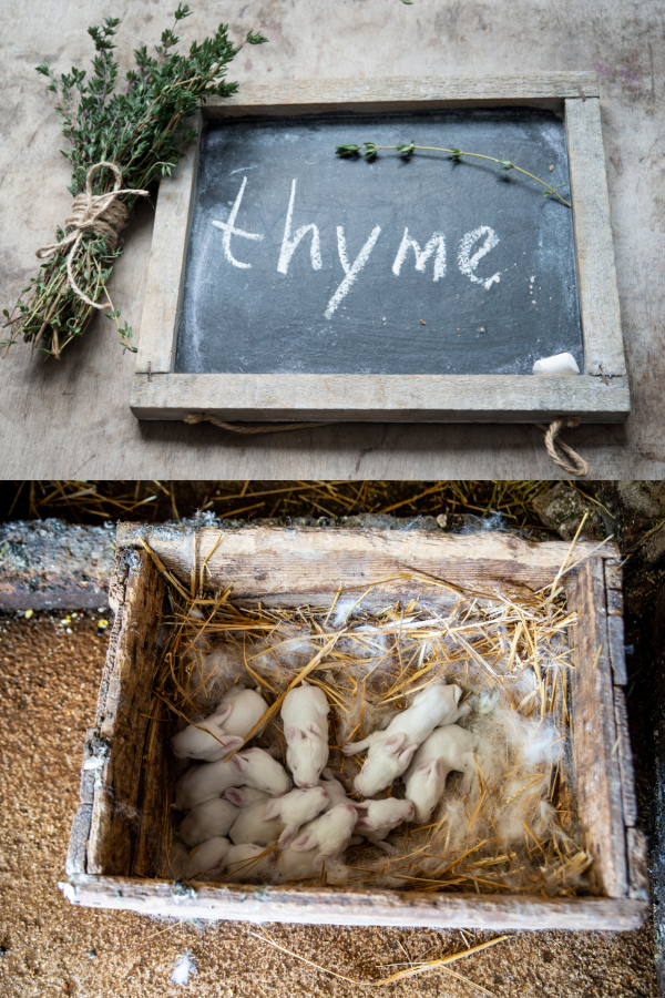 No Thyme Herbs For Baby Bunnies