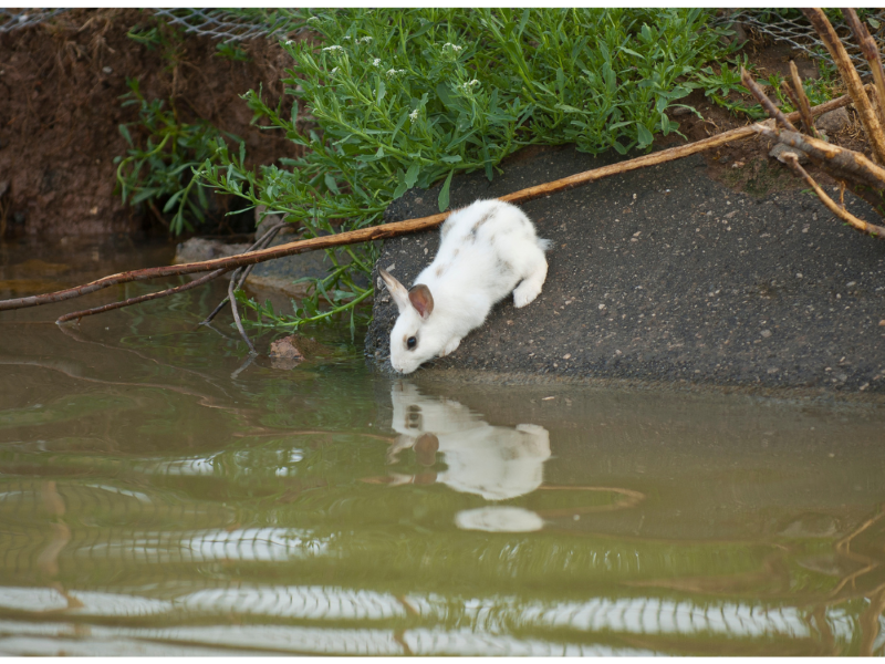 Wild Rabbit Drinking from Creek
