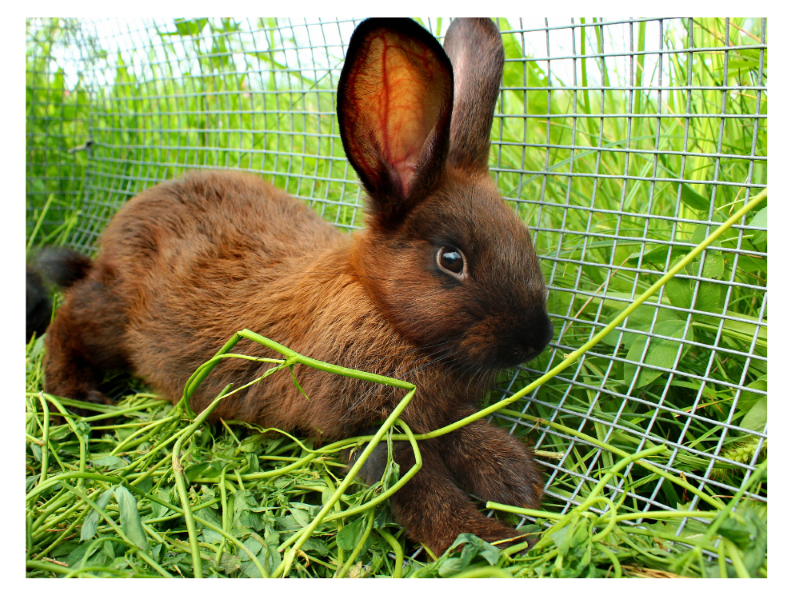 Rabbit on Grass And Greens