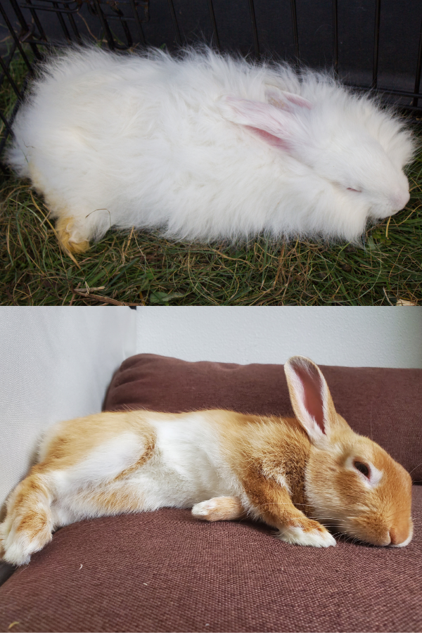 Rabbits resting and sleeping