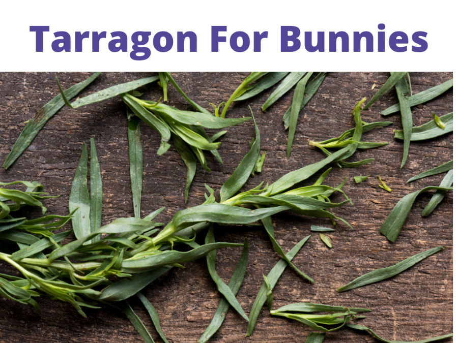 Tarragon For Bunnies