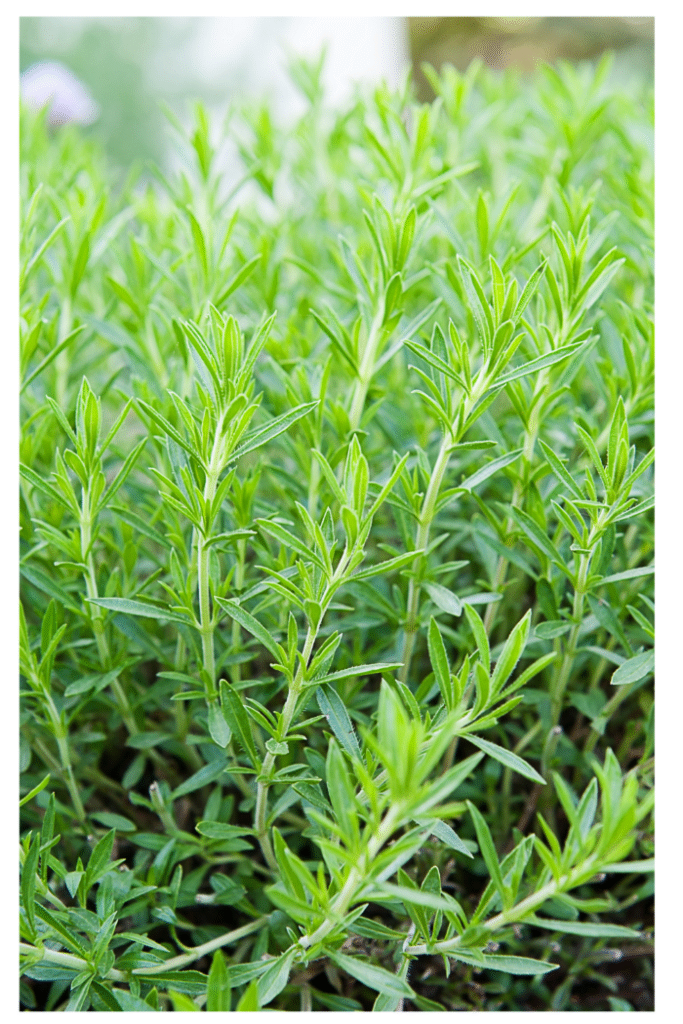 Beautiful Tarragon Herb For Rabbits
