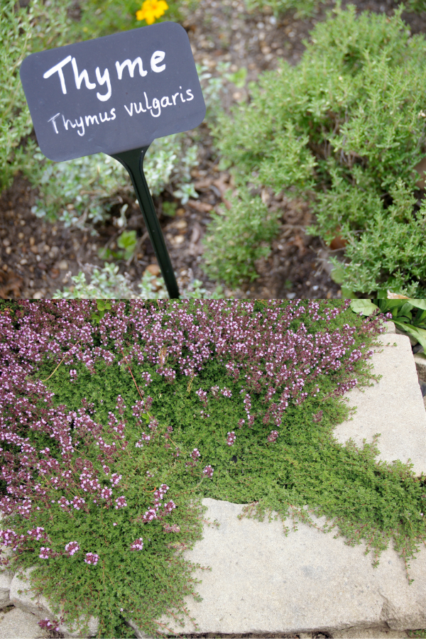 Thymus Vulgaris for Rabbits