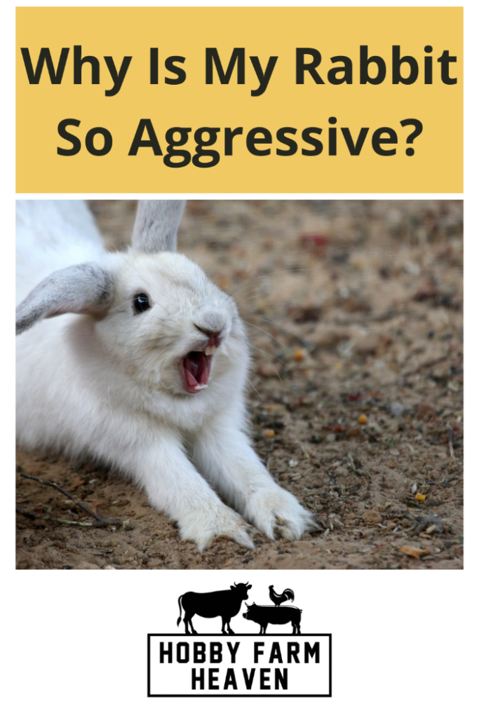 Why Is My Rabbit So Aggressive