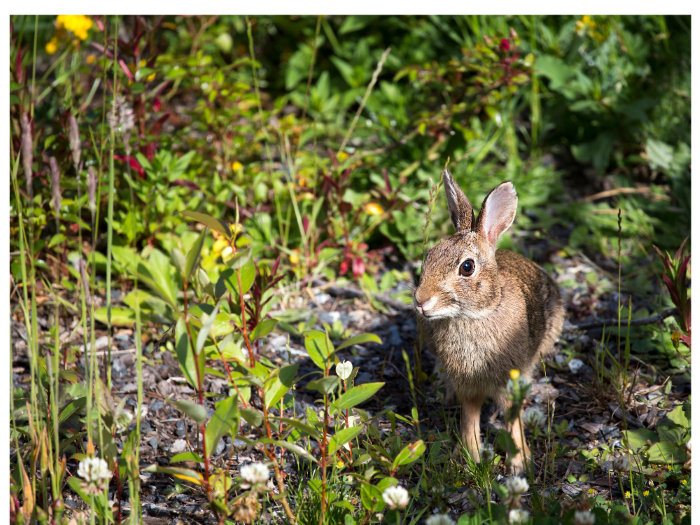 Wild Bunny