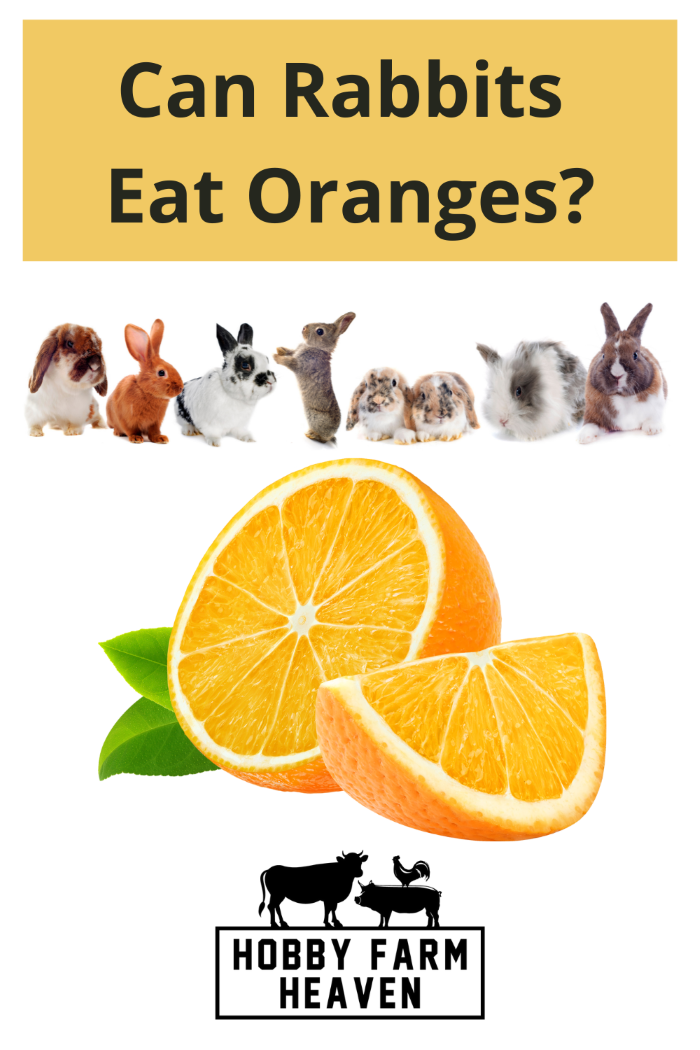 Can Rabbits Eat Oranges? · Hobby Farm Heaven