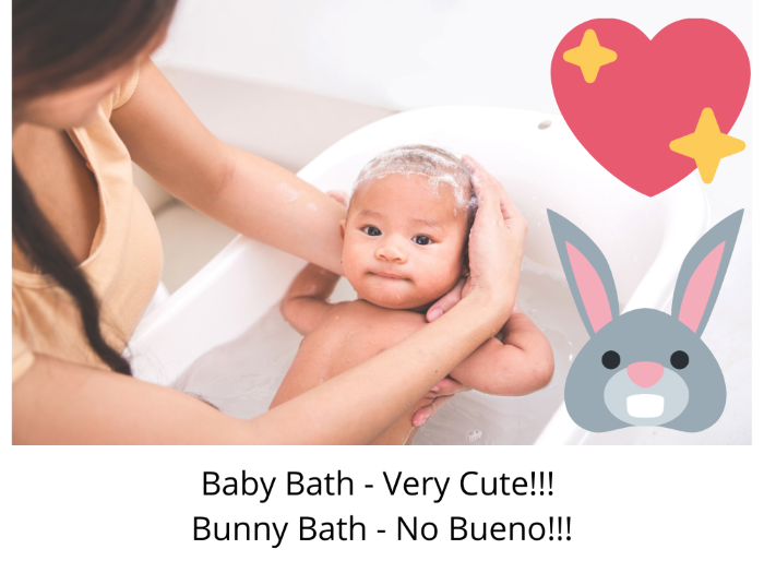 Can Rabbits get Wet in The Rain