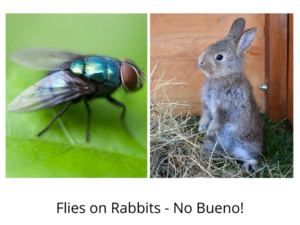 Fly Strike On Rabbits · Hobby Farm Heaven