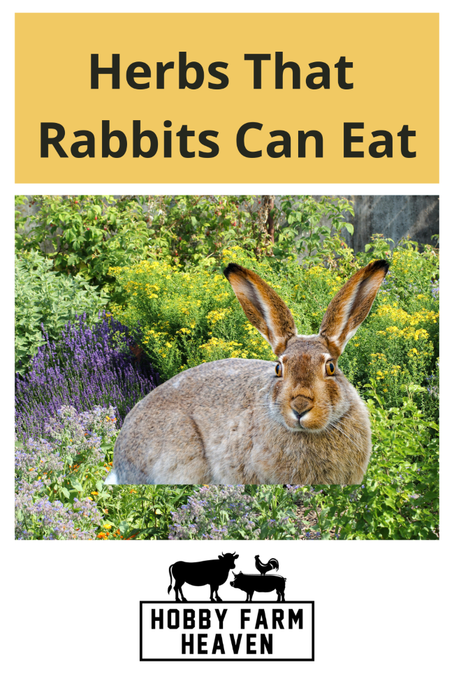 Herbs That Rabbits Can Eat