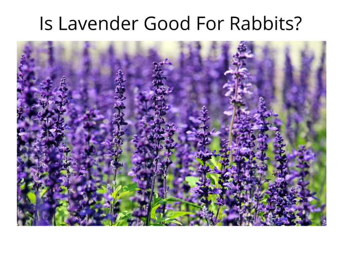 Is Lavender Good For Rabbits