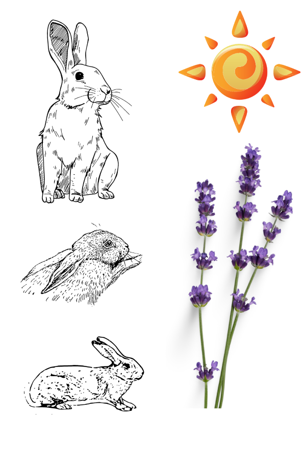 Lavender Repels Most Rabbits
