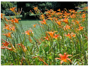 Are Lilies Poisonous To Rabbits? · Hobby Farm Heaven
