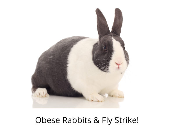 Obese Rabbits And Fly Strike
