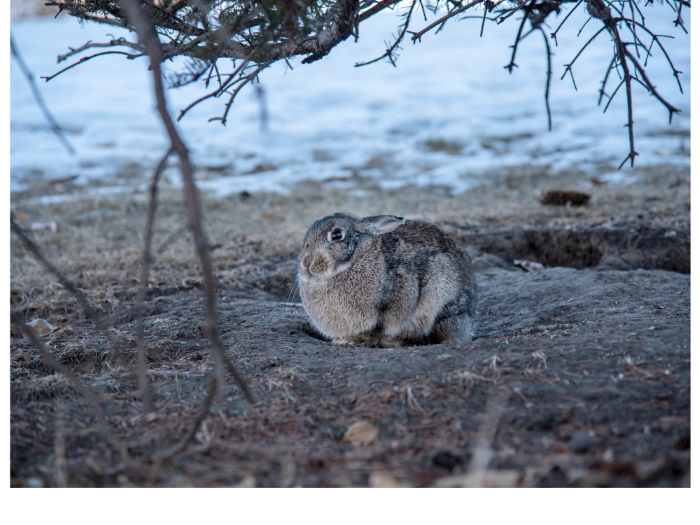 Rabbit Foraging through Winter