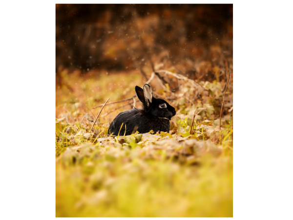 Rabbit surrounded by color orange